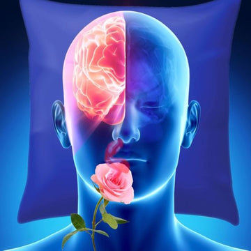 Why Scent Matters: The Psychology of Smell