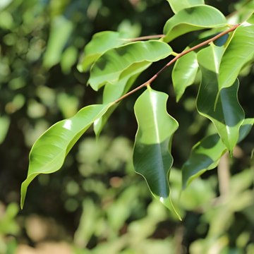 Agarwood: Therapeutic Potential and Ancient Use