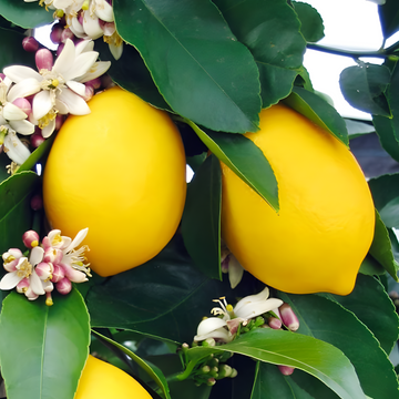 Lemon: Packs a Punch of Anti-Inflammatory Power