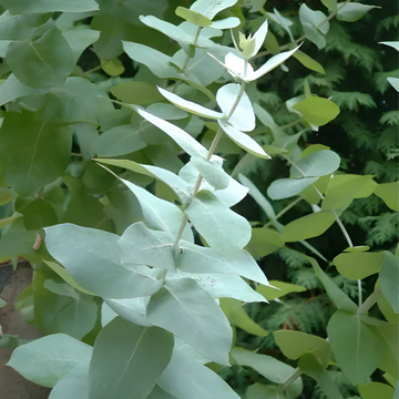 Eucalyptus: Unlocking the Antibacterial Power of Nature’s Remedy