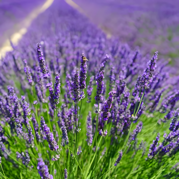 Lavender: Exploring Nature's Calm and Healing Power