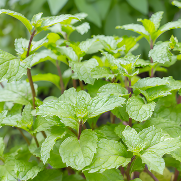 Mentha x Piperita: Discovering the Multiple Benefits