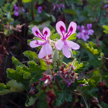 Geranium: Unlocking the Healing Power of Nature’s Versatile Healer