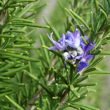 Rosemary: Unlocking the Healthy Heart Secrets