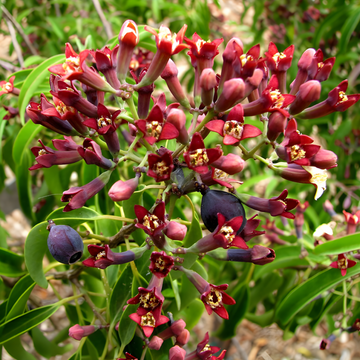 Sandalwood: Eliminate Anxiety and Stress with Nature’s Calming Scent