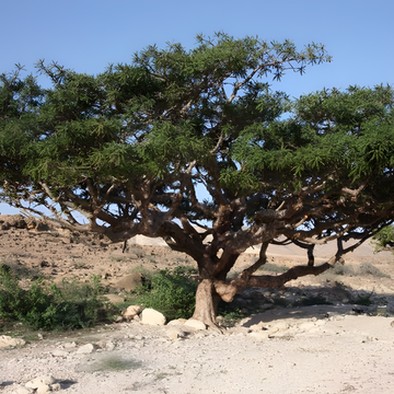 Boswellia: A Key Player in Traditional Chinese Medicine and Modern Healing