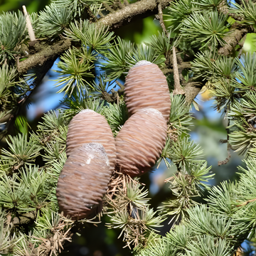 Cedrus Atlantica: Scientific Validation of Its Health Benefits