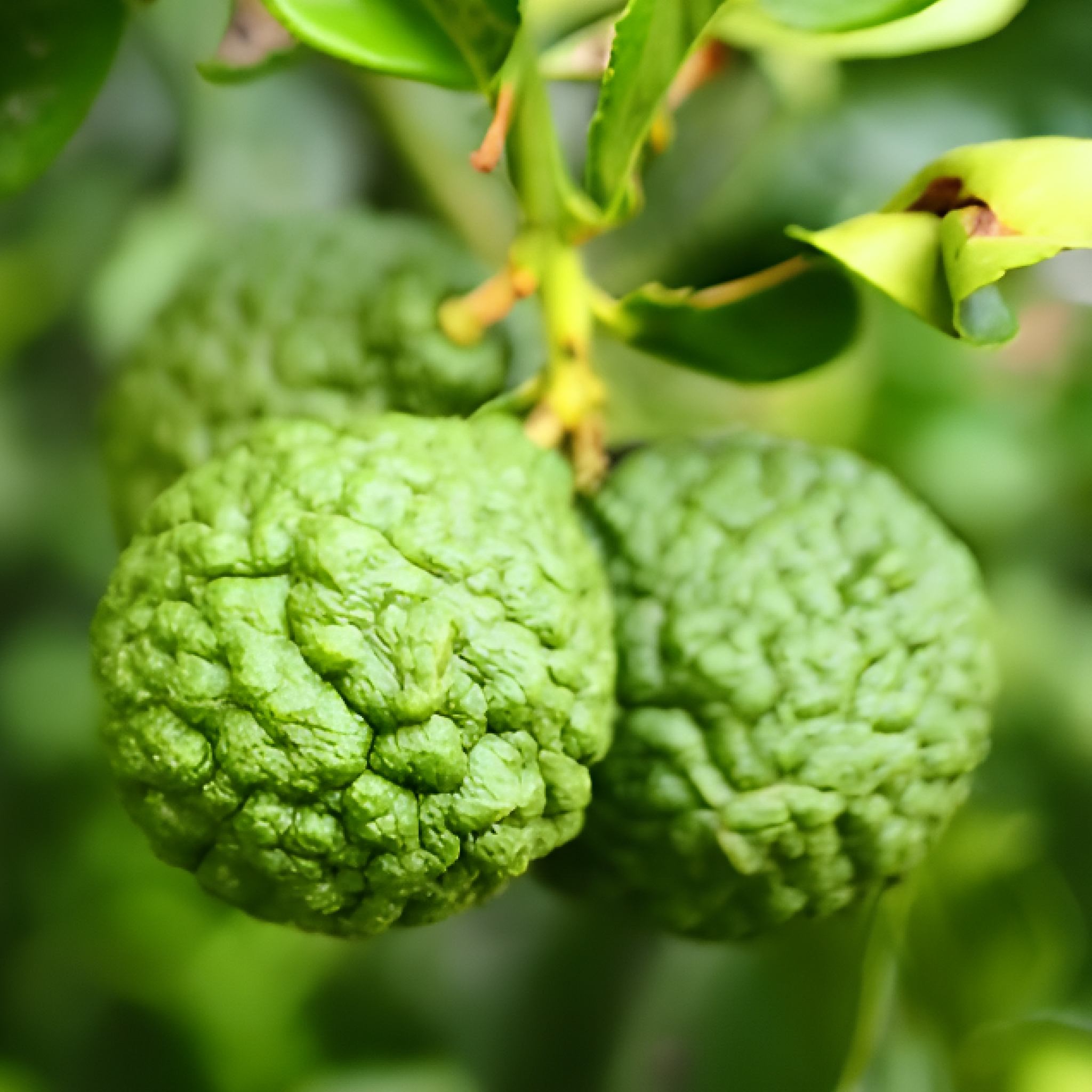 Bergamot: Unlocking the Wellness Benefits of a Citrus Jewel
