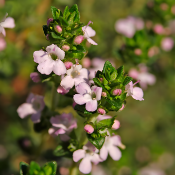 Thyme: Unlocking The Power of the Medicinal and Culinary plant